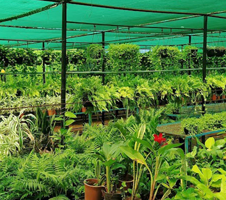 Commercial Organic Plant Nursery Shop in Chennai