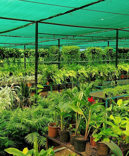 Commercial Organic Plant Nursery Shop in Chennai
