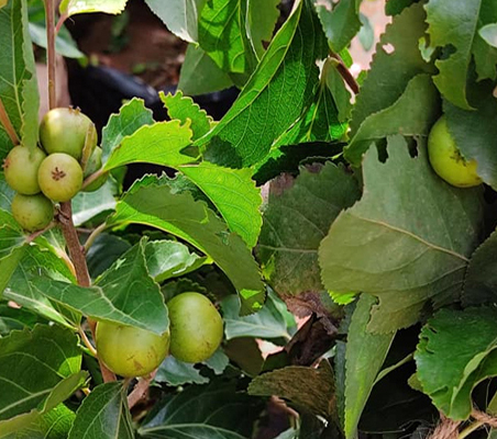 Fruit Plant Nursery in Chennai