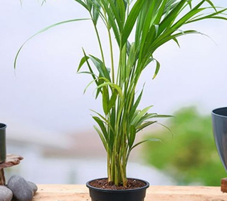 Indoor Outdoor Plants Online in Chennai