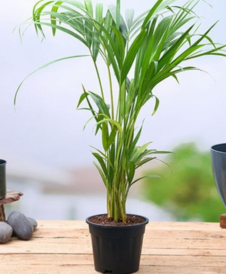 Indoor Outdoor Plants Online in Chennai