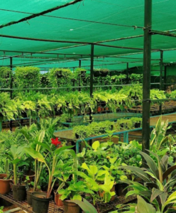 Indoor flowering Plants in Chennai