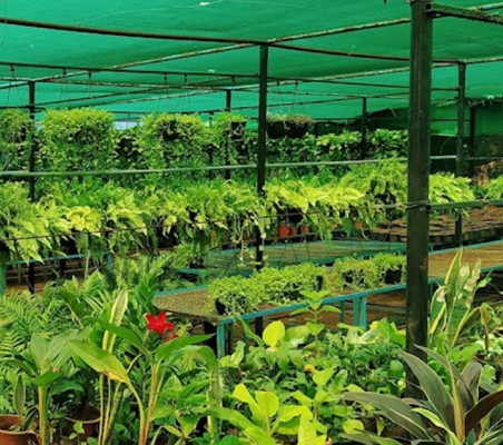 Indoor flowering Plants in Chennai