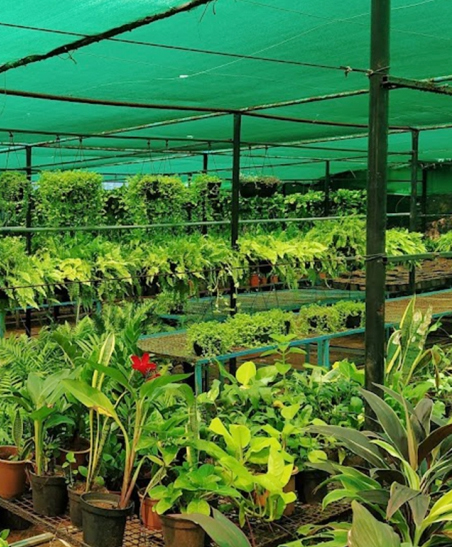 Indoor flowering Plants in Chennai
