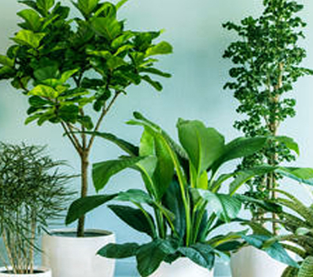 Plant Rental Services in Chennai