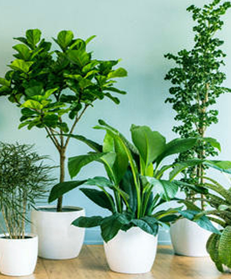 Plant Rental Services in Chennai